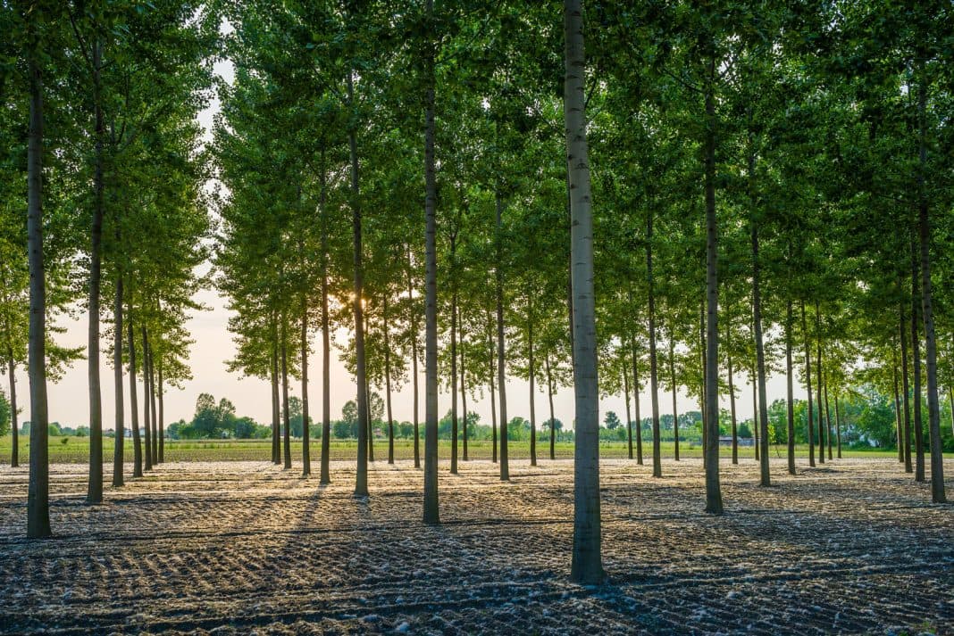 Favorire l’installazione di impianti di pioppo a ciclo medio lungo (almeno 10 anni)